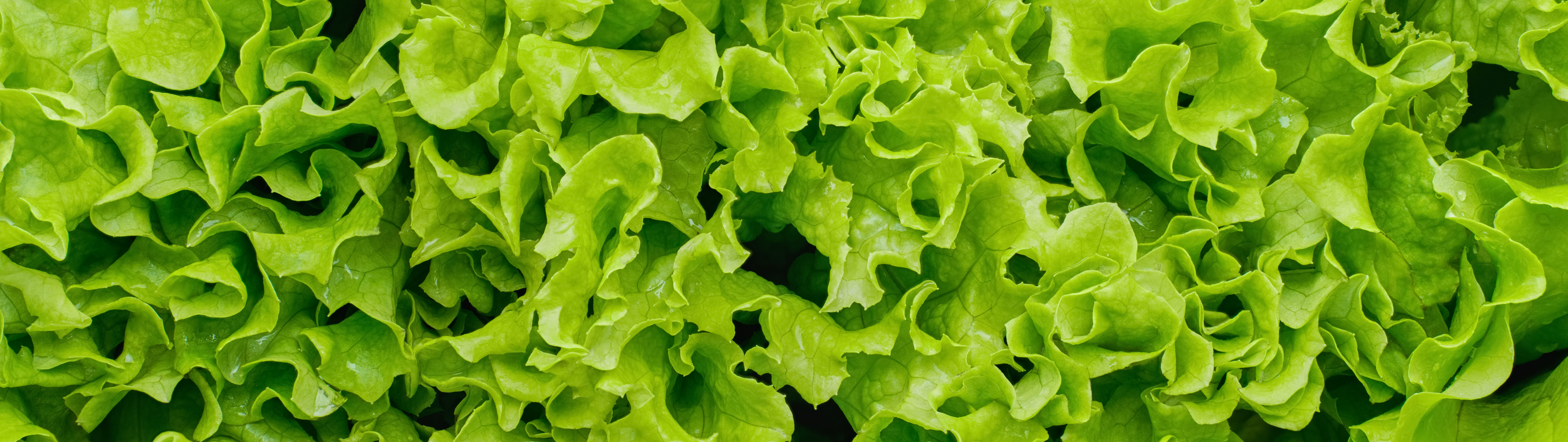 春の葉物野菜がそろいました。淡路島の春キャベツも