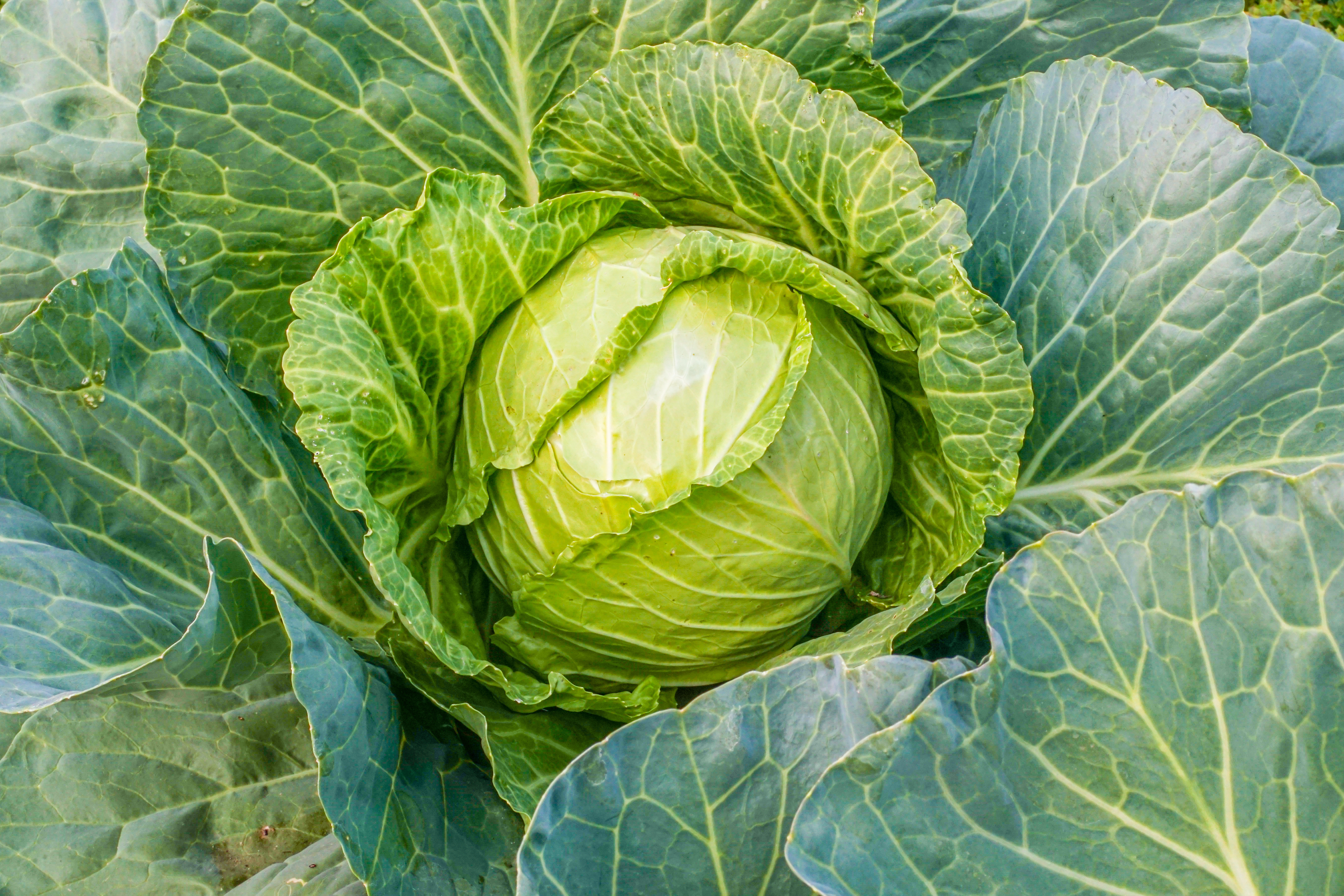 春の葉物野菜がそろいました。淡路島の春キャベツも